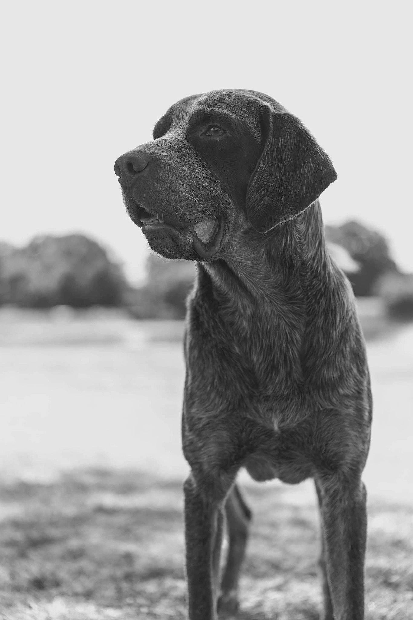 Nestor a rejoint le concours — aidez-le/la à gagner de superbes lots ! black_and_white, broholmer, canidae, carnivore, chesapeake_bay_retriever, dog, dog_breed, hound, hunting_dog, labrador_retriever, mammal, snout, sporting_group, vertebrate