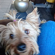 Louna a rejoint le concours — aidez-le/la à gagner de superbes lots ! australian_silky_terrier, australian_terrier, cairn_terrier, carnivoran, companion_dog, dog, dog_breed, dog_breed_group, dog_like_mammal, mammal, morkie, puppy, small_terrier, snout, terrier, toy_dog, vertebrate, vulnerable_native_breeds, yorkshire_terrier