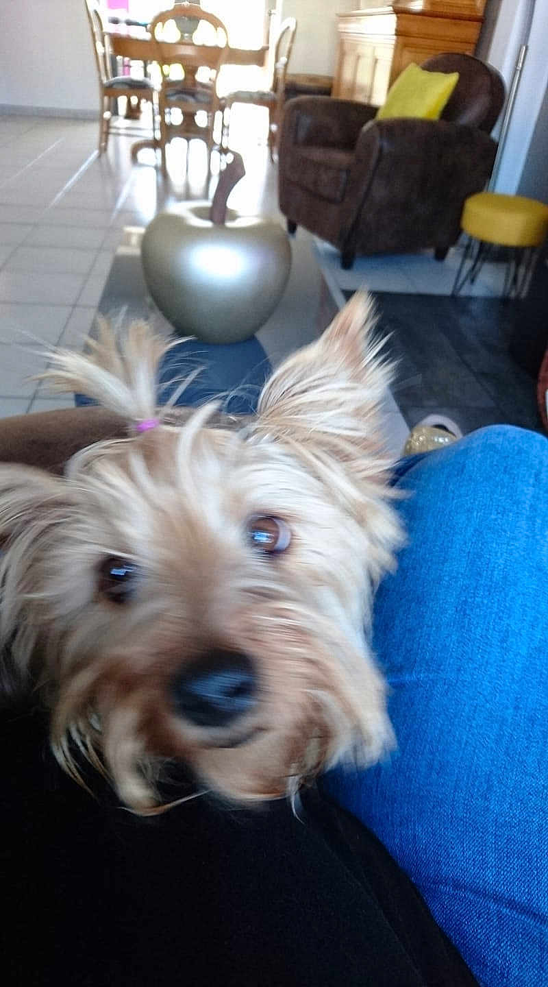 Louna