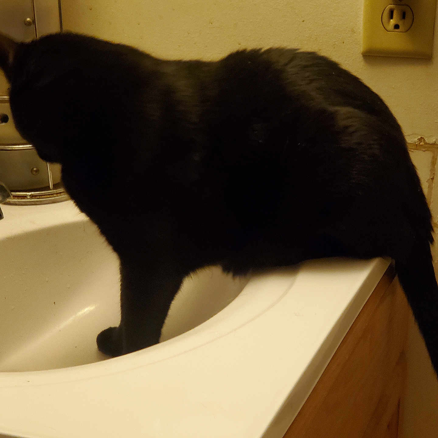 Ethel joined the competition — help win amazing prizes! animal, basin, bathing, bathtub, blackcat, cat, closet, cupboard, furniture, hardwood, manx, person, pet, plywood, sink, sinkfaucet, tap, tub, wood