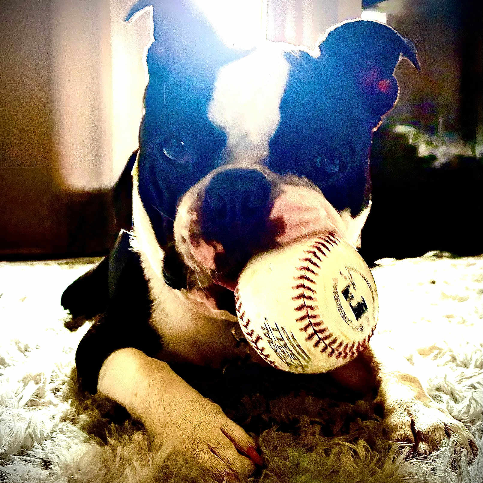 Winston Oliver joined the competition — help win amazing prizes! animal, background, baseball, black, boston_terrier, carpet, closeup, cute, dog, fur, indoor, light, mouth, paw, pet, playing, portrait, shadow, toy, white