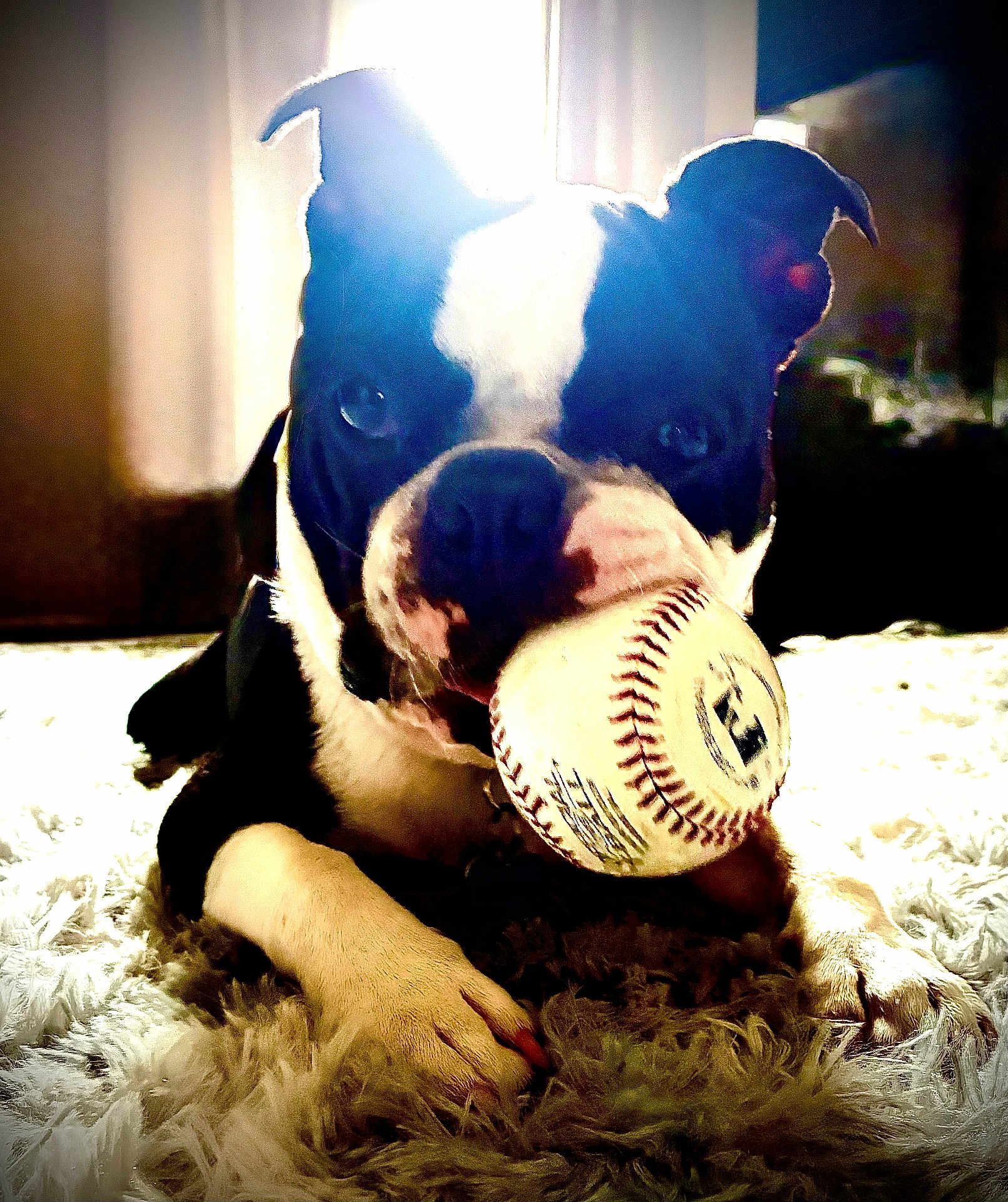 Winston Oliver joined the competition — help win amazing prizes! dog, boston_terrier, baseball, pet, animal, playing, indoor, carpet, fur, mouth, toy, light, shadow, portrait, cute, paw, white, black, closeup, background