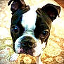 boston_terrier, dog, puppy, pet, animal, close_up, indoor, carpet, floor, black_and_white, ears, nose, whiskers, fur, cute, curious, domestic, canine, young, portrait