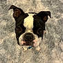 Winston Oliver is registered to the contest to win money with this photo: dog, boston_terrier, black_and_white, pet, animal, canine, fur, ears, eyes, nose, indoor, carpet, fluffy_rug, looking_up, cute, companion, domestic, portrait, sitting, friend