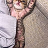 Monday participe au concours pour gagner de l'argent avec cette photo : kitten, cat, sleeping, paw, feline, cute, pet, young, fur, striped, relaxed, resting, indoors, couch, fabric, closeup, animal, tiny, adorable, soft