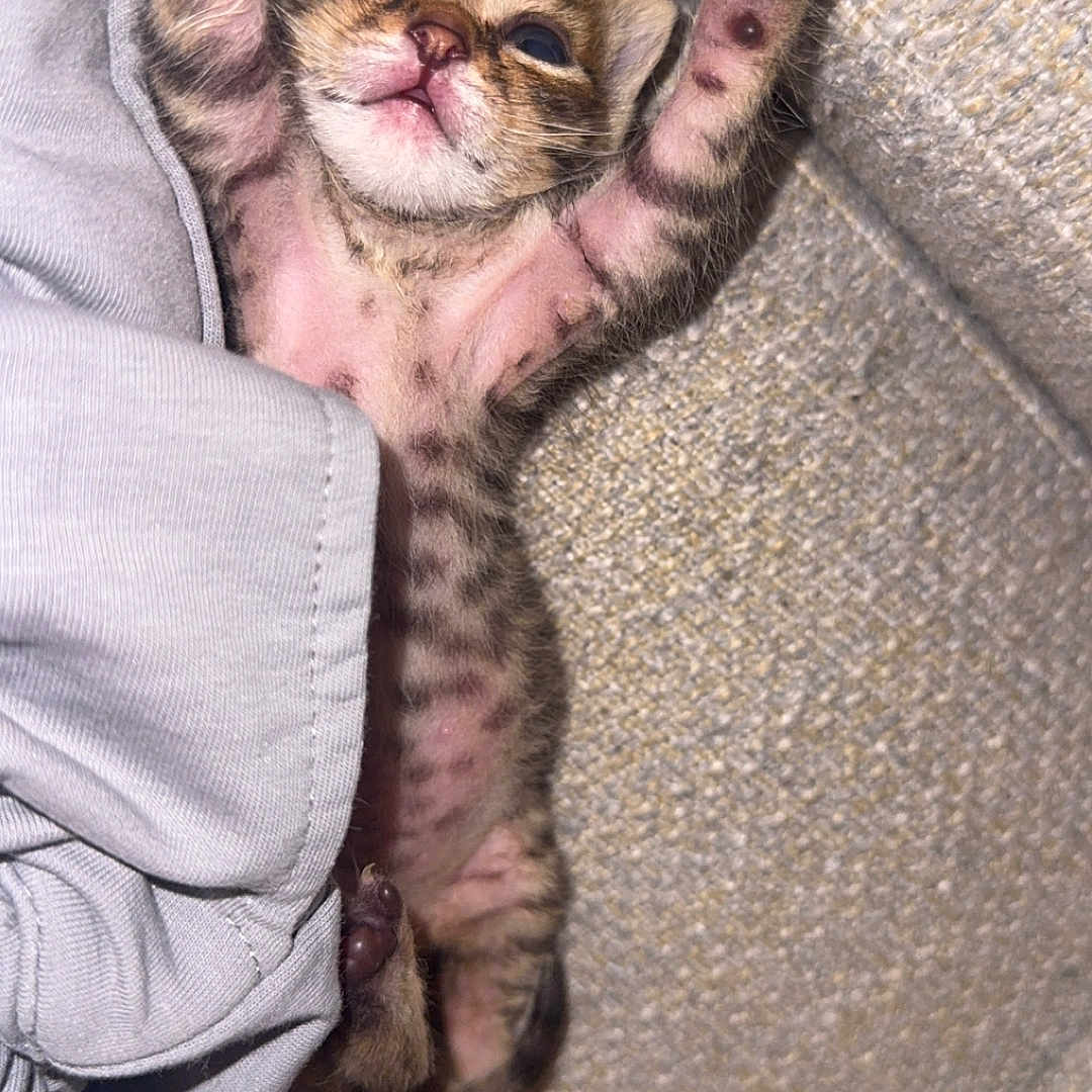 Monday participe au concours pour gagner de l'argent avec cette photo : kitten, cat, sleeping, paw, feline, cute, pet, young, fur, striped, relaxed, resting, indoors, couch, fabric, closeup, animal, tiny, adorable, soft