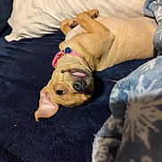 Teeny joined the competition — help win amazing prizes! dog, puppy, blanket, collar, bell, lying_down, upside_down, tongue_out, ear_flopped, bed, pillow, cozy, indoor, cute, pet, fur, sleepy, resting, comfort, cute_pet