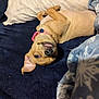 dog, puppy, blanket, collar, bell, lying_down, upside_down, tongue_out, ear_flopped, bed, pillow, cozy, indoor, cute, pet, fur, sleepy, resting, comfort, cute_pet