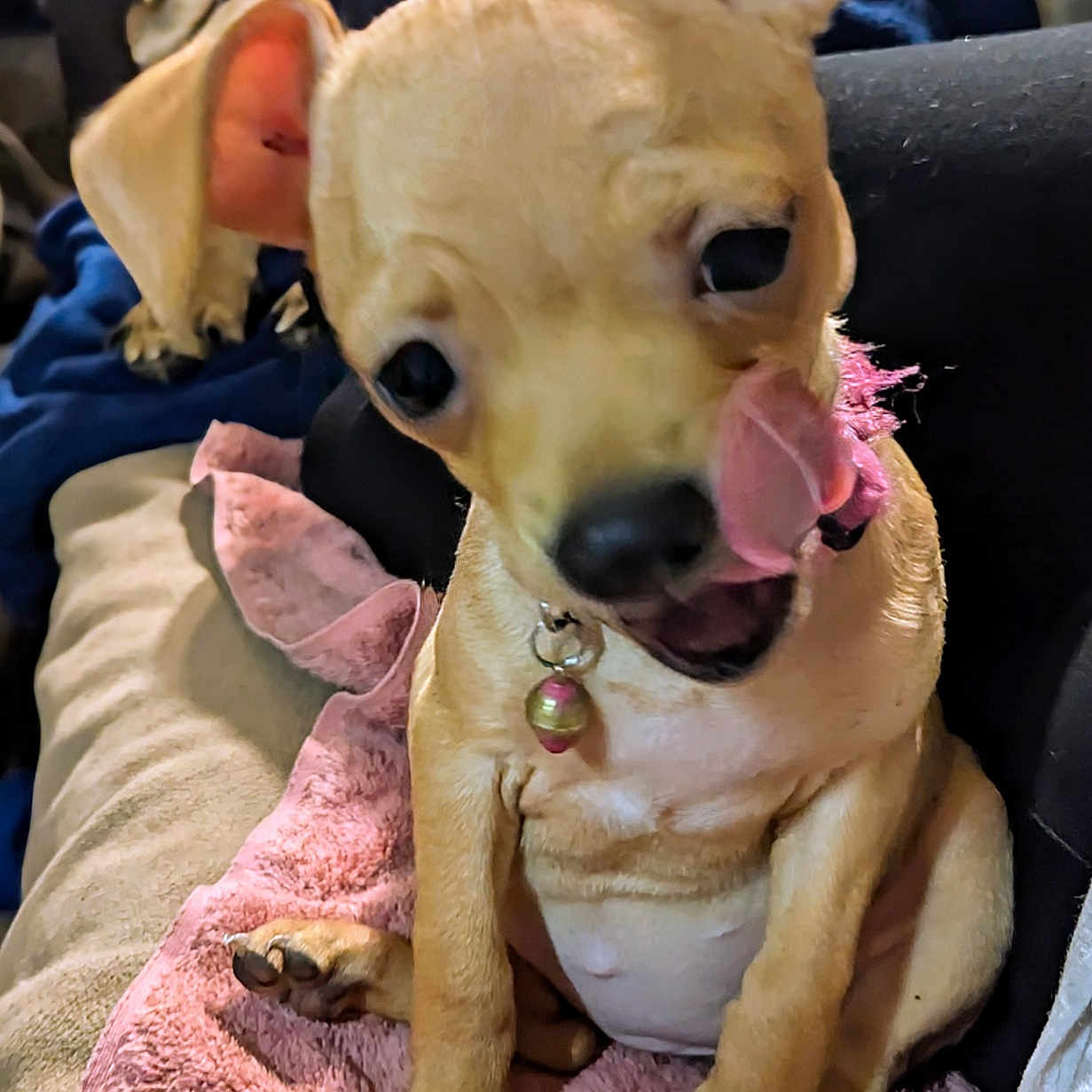 Teeny joined the competition — help win amazing prizes! animal, bodypart, bulldog, canine, chihuahua, clothing, couch, cushion, dog, face, frenchbulldog, furniture, hat, head, homedecor, hound, mouth, person, pet, puppy