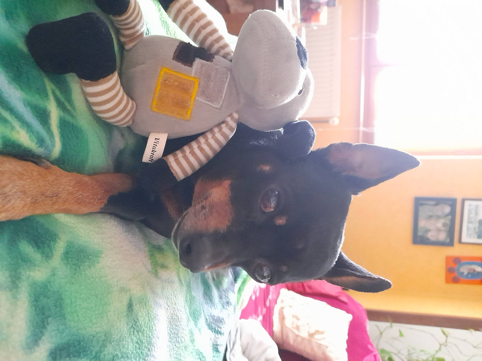 Hasko a rejoint le concours — aidez-le/la à gagner de superbes lots ! canidae, carnivore, collar, comfort, companion_dog, dog, dog_breed, ear, fawn, fun, fur, guard_dog, lap, party_hat, picture_frame, room, t_shirt, thigh, window, working_animal