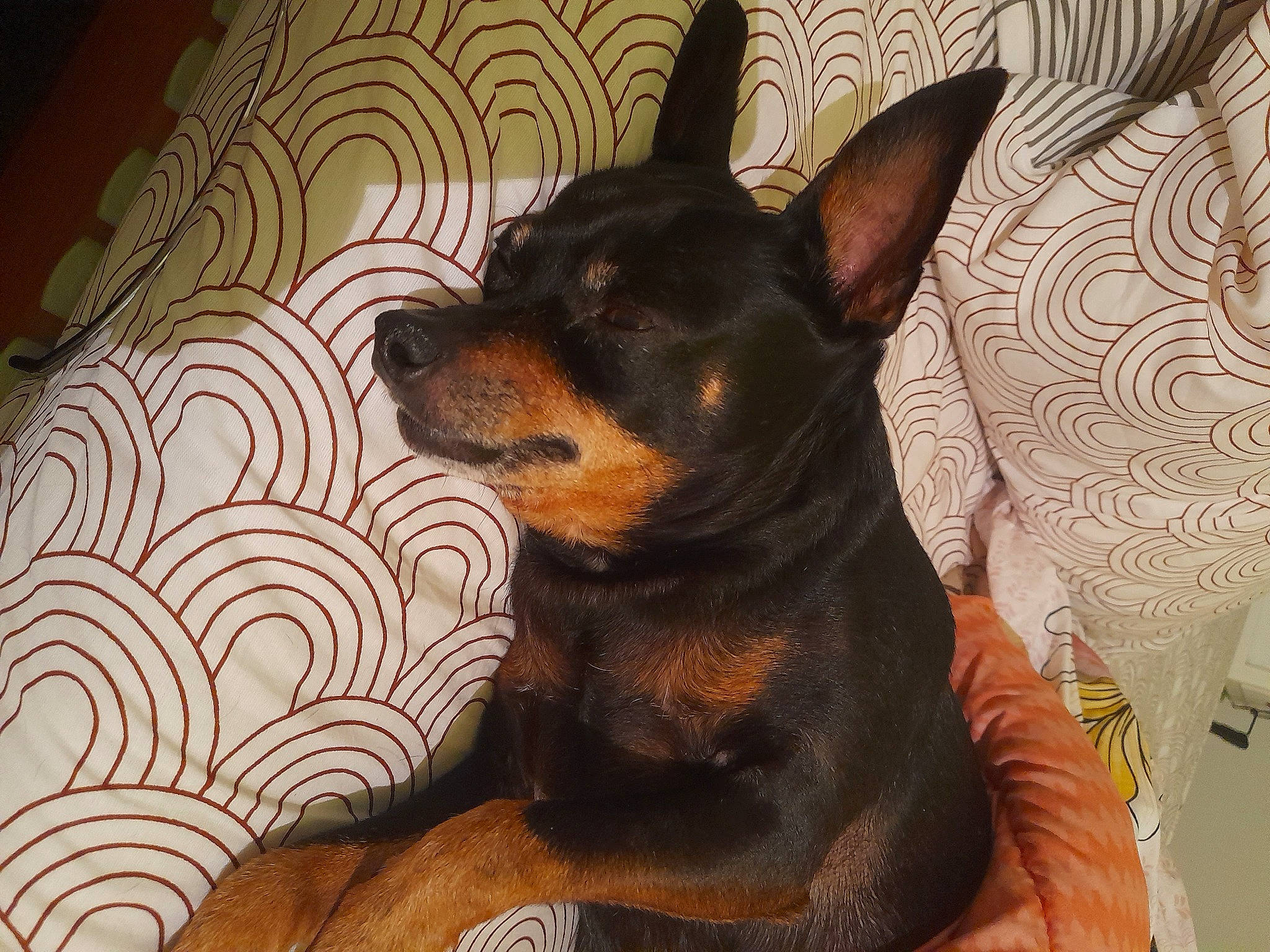 Hasko a rejoint le concours — aidez-le/la à gagner de superbes lots ! carnivore, comfort, companion_dog, dog, dog_breed, fur, linens, pinscher, prazsky_krysarik, snout, terrestrial_animal, toy_dog, whiskers, working_animal, working_dog