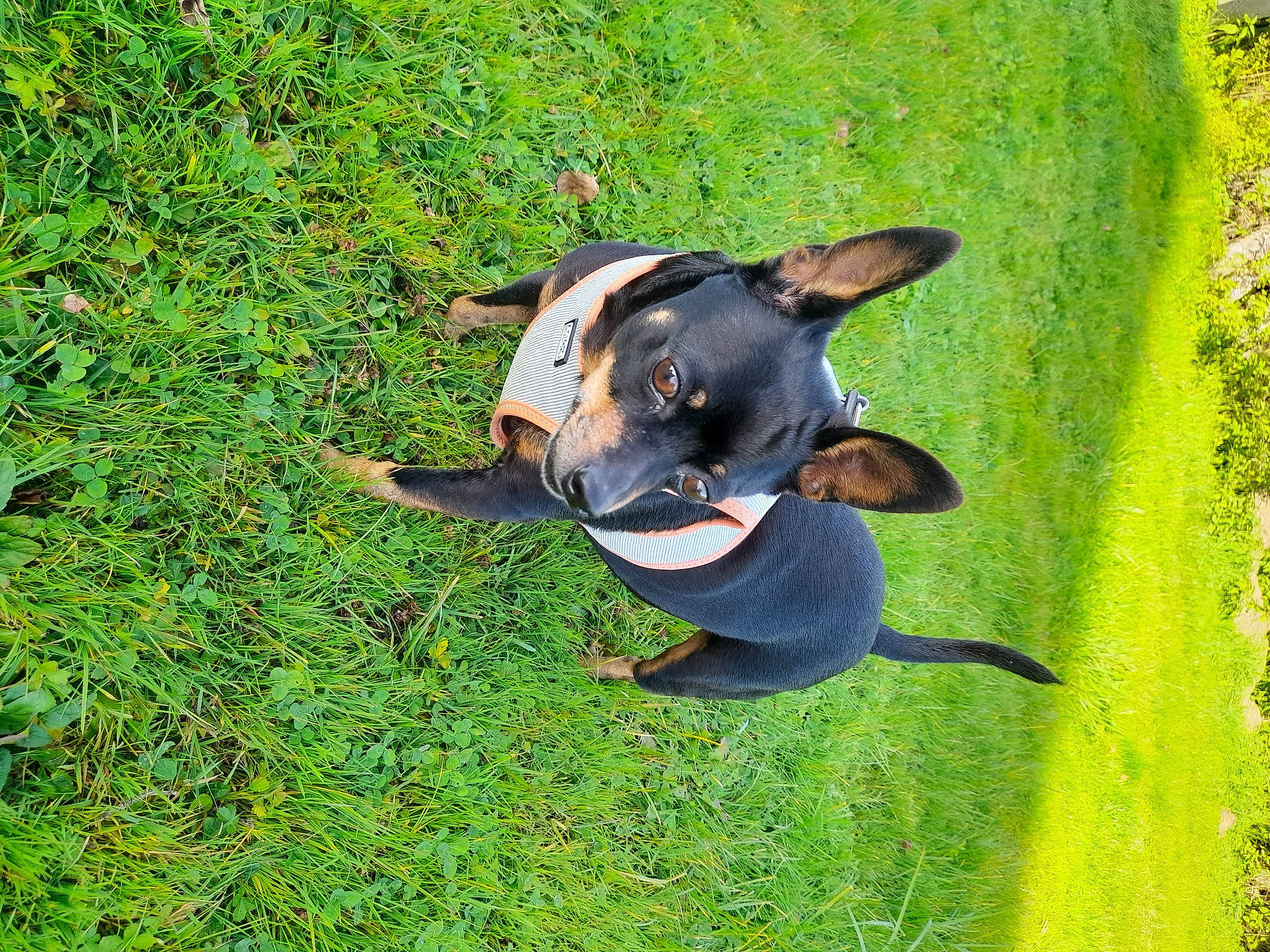 Hasko a rejoint le concours — aidez-le/la à gagner de superbes lots ! botany, canidae, carnivore, companion_dog, dog, dog_breed, fawn, grass, grassland, groundcover, leaf, plant, shadow, snout, sporting_group, tail, terrestrial_animal, terrestrial_plant, working_animal, working_dog