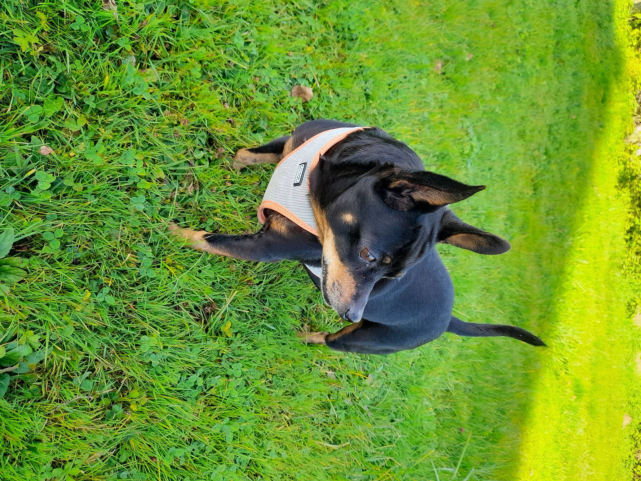 Hasko a rejoint le concours — aidez-le/la à gagner de superbes lots ! canidae, carnivore, collar, companion_dog, dog, dog_breed, grass, grassland, groundcover, guard_dog, herding_dog, pasture, pet_supply, plant, snout, sporting_group, tail, terrestrial_animal, working_animal, working_dog