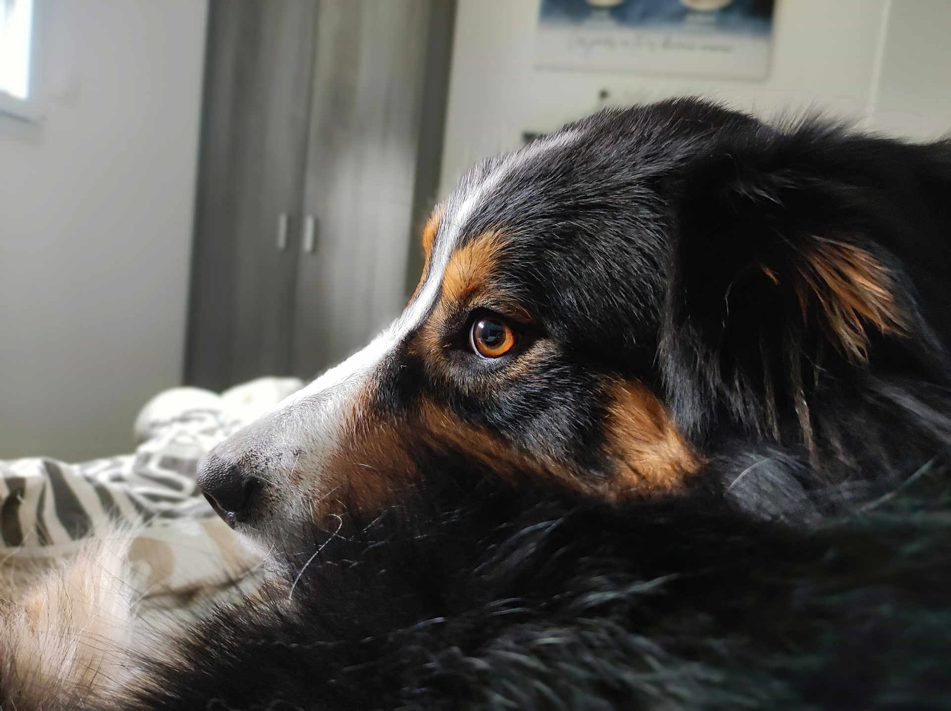 Volt participe au concours pour gagner de l'argent avec cette photo : dog, animal, pet, close_up, fur, black_fur, brown_fur, white_fur, indoor, bed, soft_light, portrait, side_view, canine, domestic_animal, cozy, relaxed, looking_away, window_light, furry