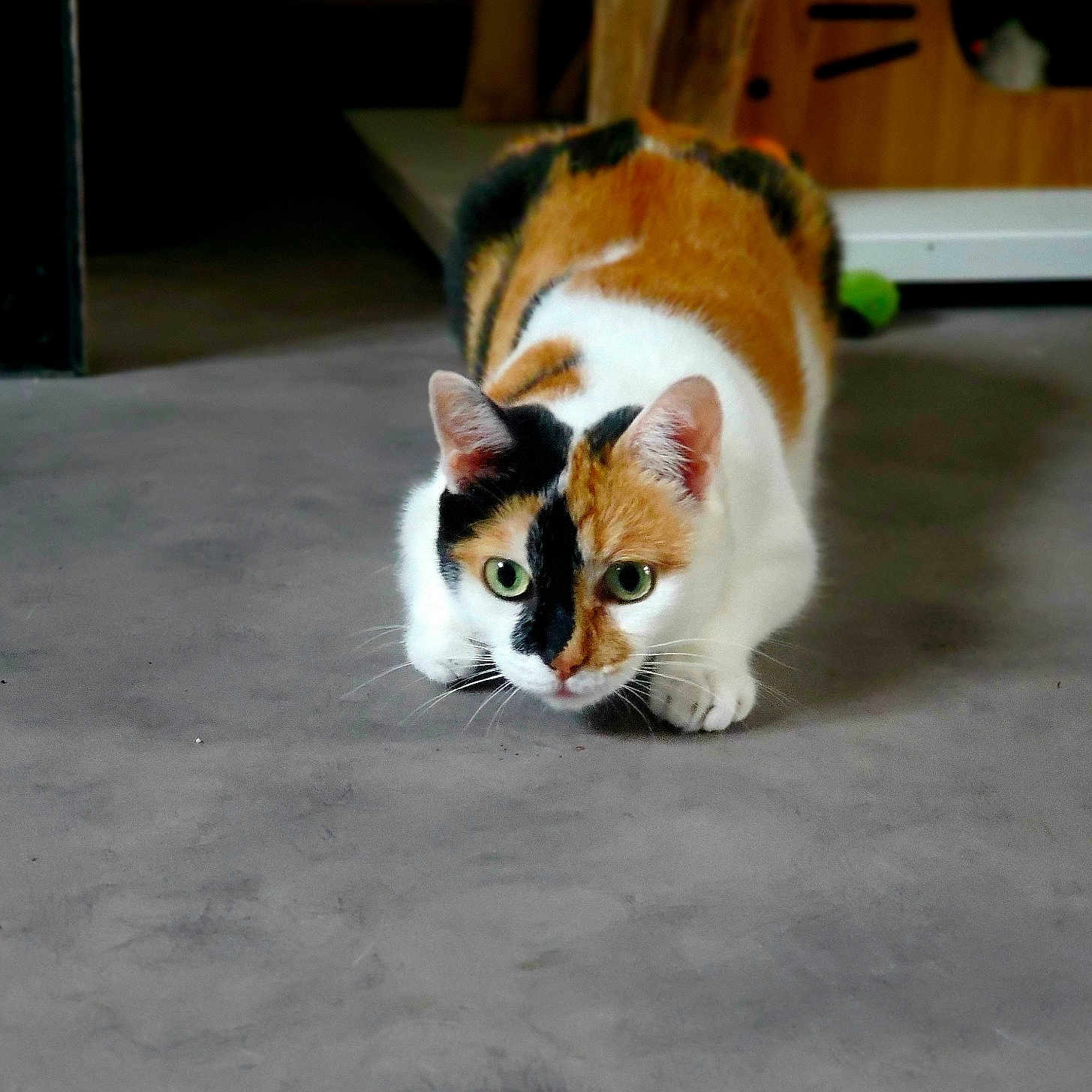 Kira participe au concours pour gagner de l'argent avec cette photo : abyssinian, animal, cat, hardwood, indoors, kitten, manx, pet, plywood, siamese, wood