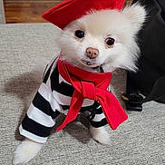 Madison is registered to the contest to win money with this photo: accessory, animal, beret, black_bag, carpet, costume, cute, dog, floor, fluffy, french_style, indoor, looking_up, pet, portrait, red_scarf, sitting, small_dog, striped_shirt, white_dog