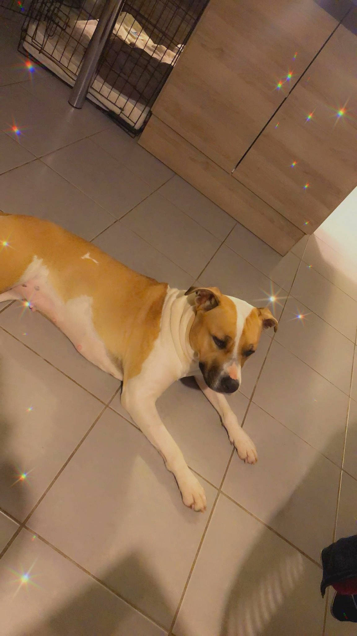 Kiara a rejoint le concours — aidez-le/la à gagner de superbes lots ! ball, canidae, carnivore, collar, companion_dog, dog, dog_breed, dog_supply, fawn, floor, flooring, fur, hardwood, paw, pet_supply, snout, sporting_group, tail, wood, working_animal