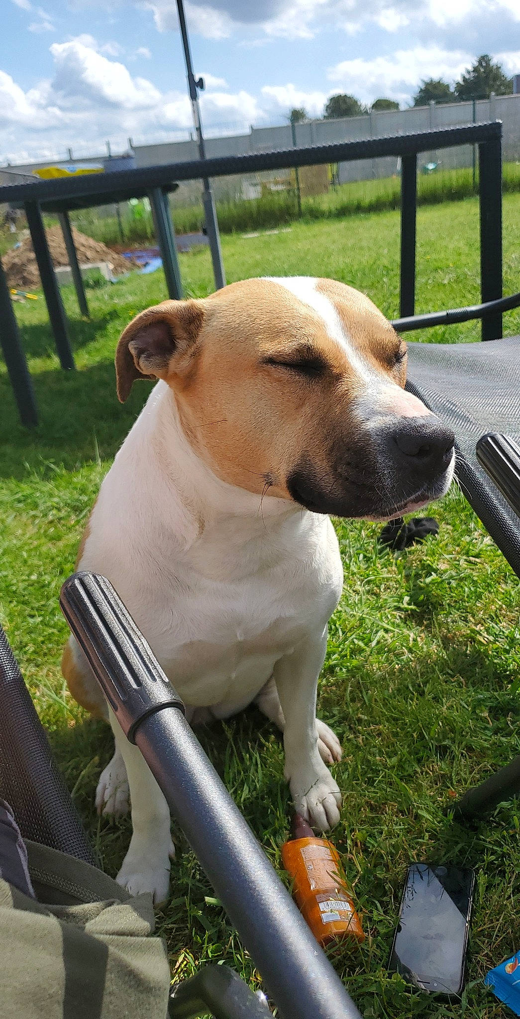 Kiara a rejoint le concours — aidez-le/la à gagner de superbes lots ! canidae, carnivore, collar, companion_dog, dog, dog_breed, dog_collar, fawn, fence, grass, home_fencing, non_sporting_group, pet_supply, plant, sky, split_rail_fence, tail, terrestrial_animal, whiskers, working_animal