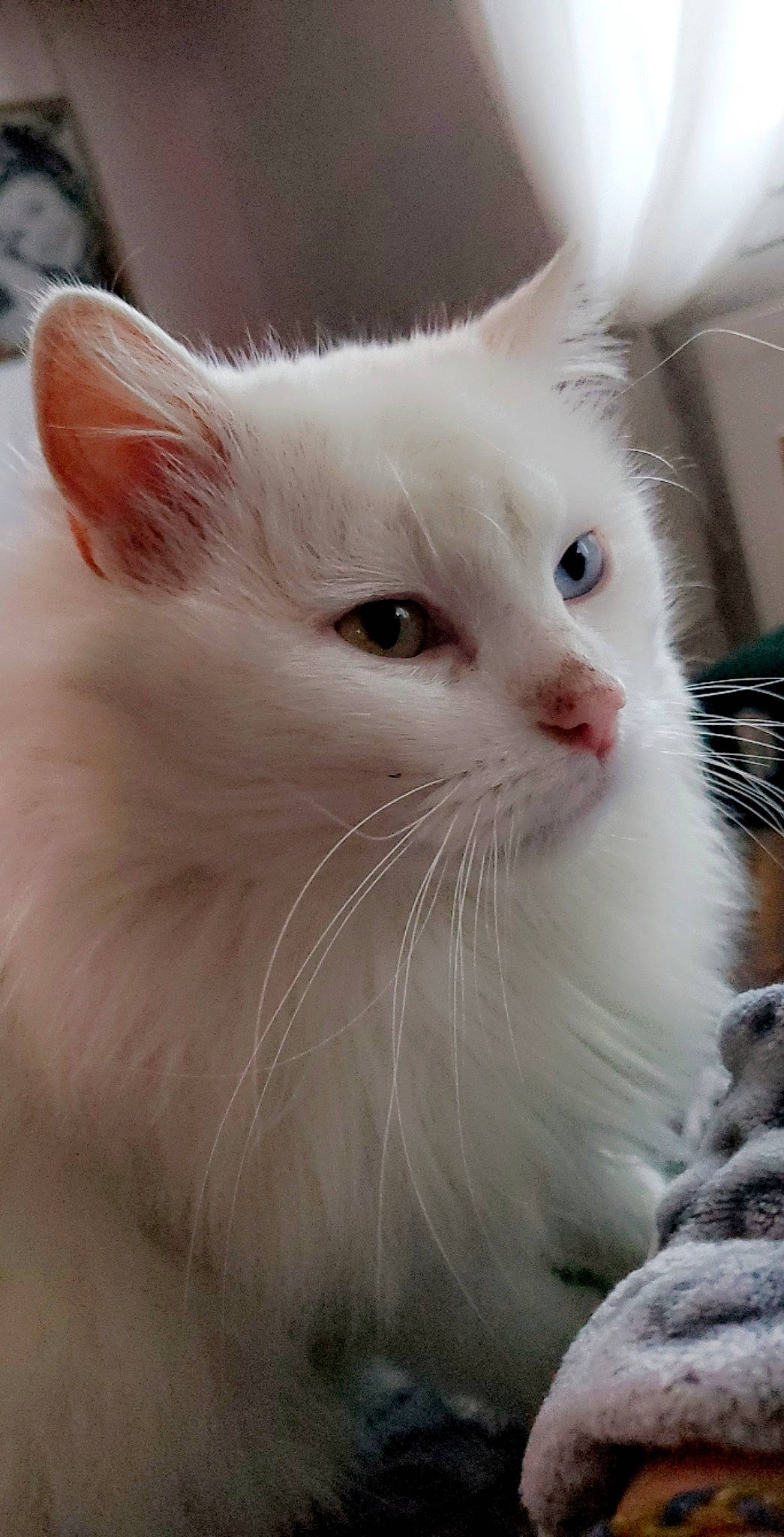 Nala participe au concours pour gagner de l'argent avec cette photo : carnivore, cat, domestic_short_haired_cat, felidae, fur, paw, small_to_medium_sized_cats, snout, whiskers