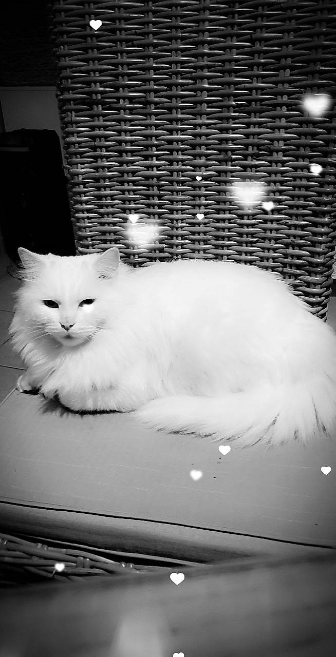 Nala participe au concours pour gagner de l'argent avec cette photo : automotive_lighting, black, black_and_white, carnivore, cat, cloud, felidae, fender, hood, light, line, monochrome, monochrome_photography, sky, small_to_medium_sized_cats, snout, style, tail, whiskers, white