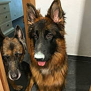 Texas a rejoint le concours — aidez-le/la à gagner de superbes lots ! dog, german_shepherd, indoor, doorway, tongue_out, curious, pet, animal, canine, floor, fur, ears, nose, two_dogs, brown, black, white_wall, wooden_doorframe, mischievous, companion