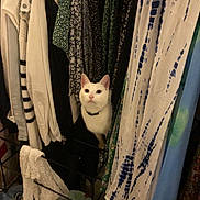 Ava participe au concours pour gagner de l'argent avec cette photo : cat, white_cat, clothes, closet, hanging_clothes, fabric, patterned_clothes, striped_clothes, green_clothes, blue_clothes, white_clothes, indoor, pet, curious, animal, feline, closet_organization, textile, shelter, hiding