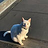 Ava participe au concours pour gagner de l'argent avec cette photo : cat, white_cat, animal, pet, outdoor, sunlight, roof, sitting, fur, whiskers, ears, tail, daylight, shadow, concrete, collar, cute, mammal, alone, sunny