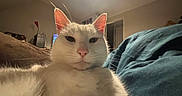 Ava participe au concours pour gagner de l'argent avec cette photo : cat, white_cat, indoor, pet, animal, closeup, feline, fur, whiskers, ears, pink_nose, ceiling_light, blanket, bed, room, furniture, cozy, domestic, portrait, low_angle