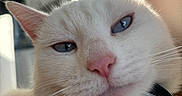 Ava a rejoint le concours — aidez-le/la à gagner de superbes lots ! animal, blue_eyes, cat, close_up, collar, cream_colored, cute, domestic, face, feline, fur, indoor, pet, pink_nose, portrait, relaxed, sleepy, soft_light, tag, whiskers