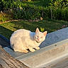 cat, white_cat, outdoor, sunlight, roof, garden, flowers, greenery, animal, pet, feline, nature, daylight, perched, fur, whiskers, ears, relaxed, curious, small