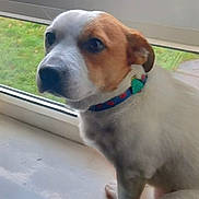 Nero is registered to the contest to win money with this photo: animal, brown, closeup, collar, curious, dog, face, fence, grass, indoor, looking, outdoor, paw, pet, rain, sitting, white, window, windowsill, young_dog