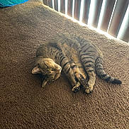Obie is registered to the contest to win money with this photo: animal, blinds, blue_tunnel, carpet, cat, cozy, floor, funny_pose, home, indoor, lying_down, pet, pet_bed, photography, relaxed, sleeping, striped_fur, sunlight, tabby_cat, window