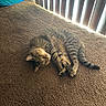 animal, blinds, blue_tunnel, carpet, cat, cozy, floor, funny_pose, home, indoor, lying_down, pet, pet_bed, photography, relaxed, sleeping, striped_fur, sunlight, tabby_cat, window