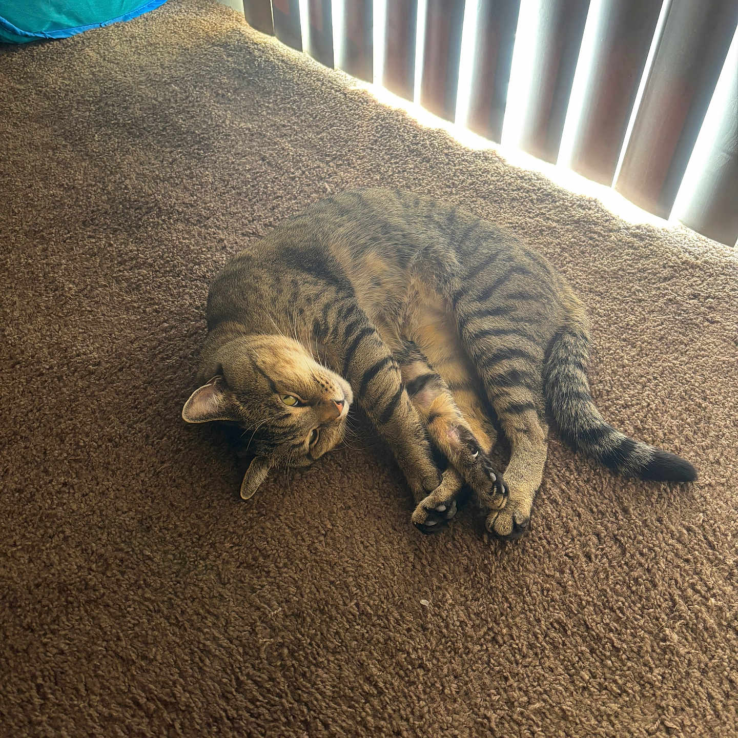 Obie