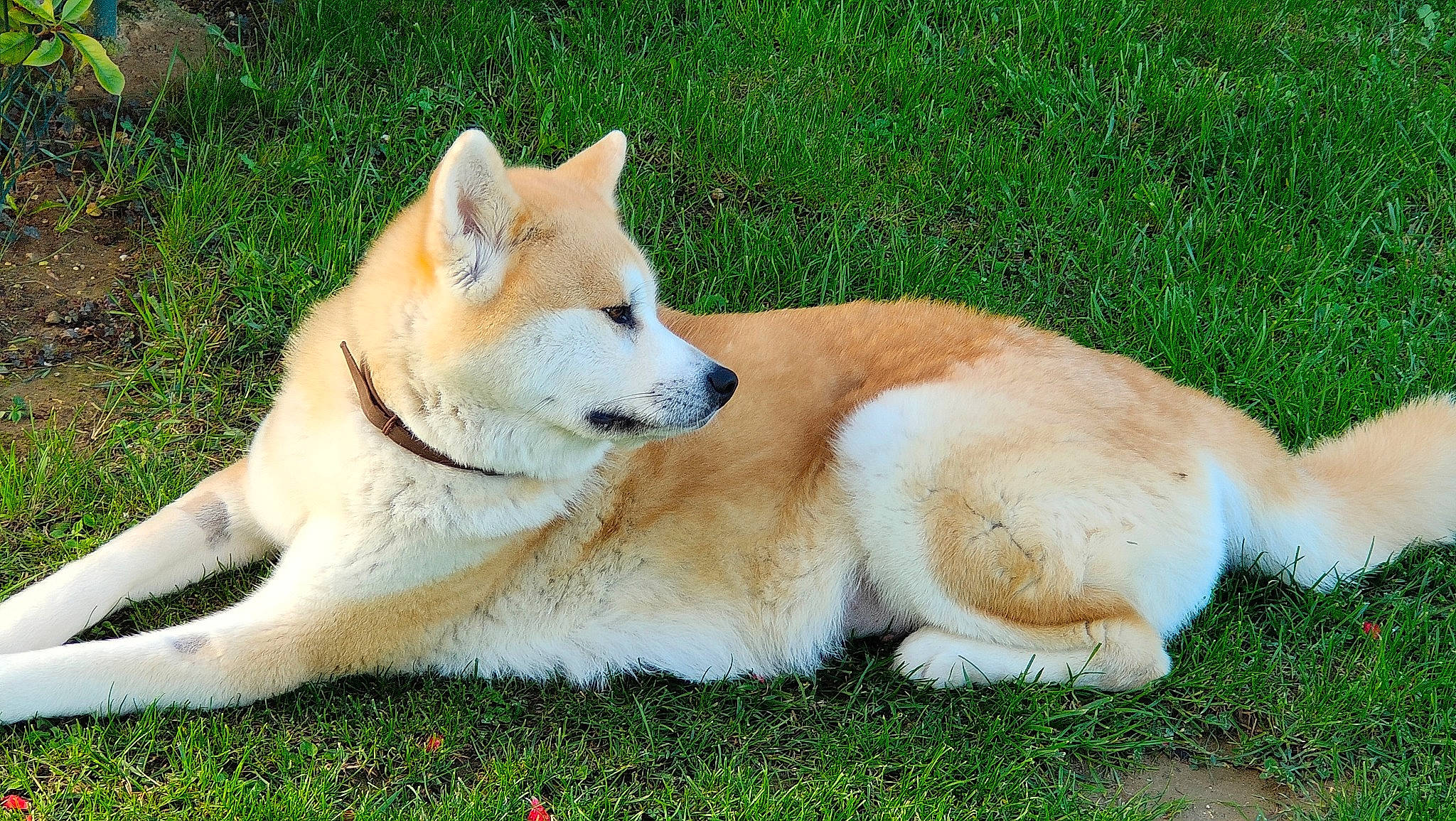 Oki Go Du Clos Des Chtis