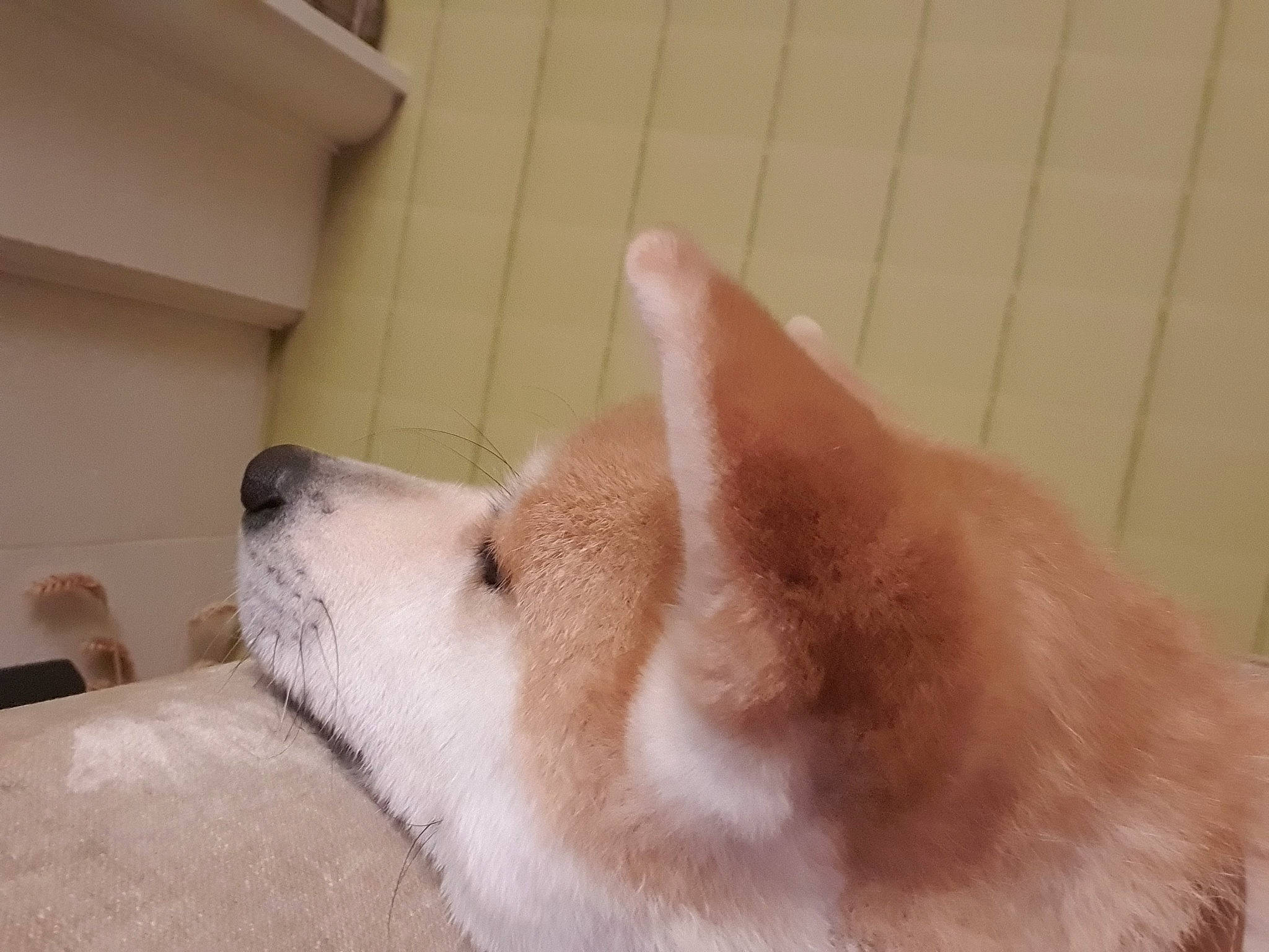 Oki Go Du Clos Des Chtis a rejoint le concours — aidez-le/la à gagner de superbes lots ! canidae, carnivore, comfort, companion_dog, dog, dog_breed, fawn, flooring, fur, german_spitz_mittel, jaw, non_sporting_group, paw, spitz, sporting_group, tail, terrestrial_animal, whiskers, working_animal, working_dog