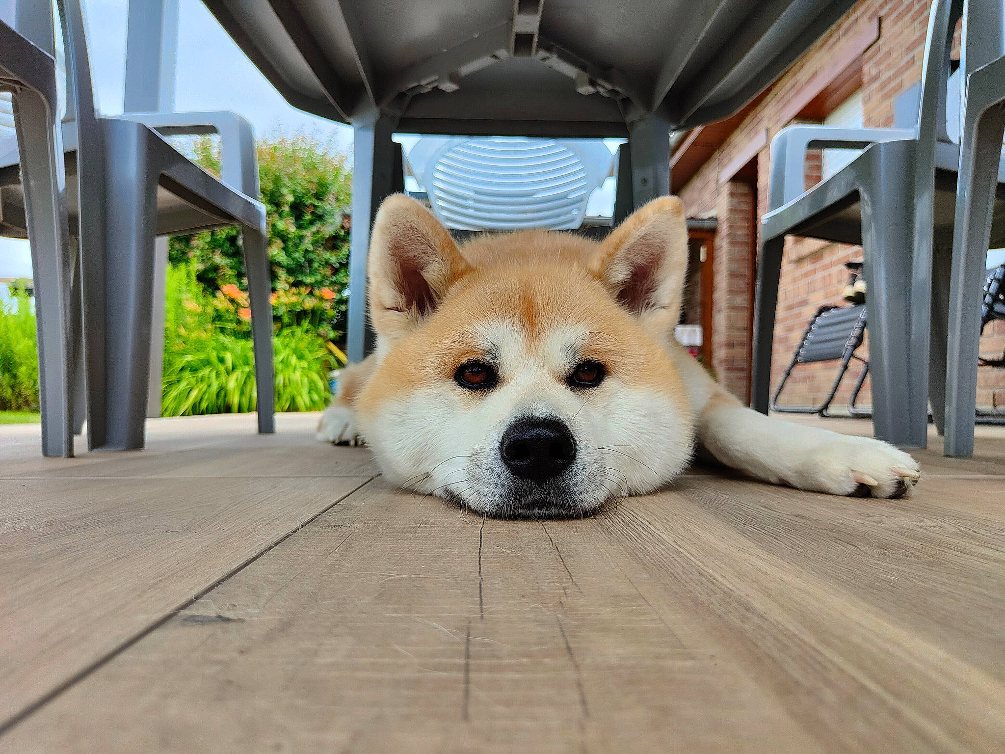 Oki Go Du Clos Des Chtis a rejoint le concours — aidez-le/la à gagner de superbes lots ! carnivore, companion_dog, dingo, dog, dog_breed, fawn, floor, flooring, hardwood, leisure, plant, sky, snout, spitz, tail, tree, whiskers, window, wood, working_animal