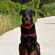 Arrow a rejoint le concours — aidez-le/la à gagner de superbes lots ! alert, animal, canine, dog, ears, fur, gravel, greenery, happy, nature, outdoor, path, pet, portrait, red_bandana, red_harness, rottweiler, sitting, sunlight, trees