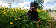 Arrow a rejoint le concours — aidez-le/la à gagner de superbes lots ! animal, canine, cloud, dog, flower, grass, greenery, landscape, meadow, nature, outdoor, path, pet, relaxing, rottweiler, sky, spring, sunlight, tree, yellow_flower