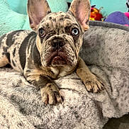 Chowder is registered to the contest to win money with this photo: dog, french_bulldog, puppy, merle, heterochromia, blue_eye, brown_eye, pet, indoor, blanket, cozy, fur, ears, paw, floor, cute, animal, resting, expression, canine