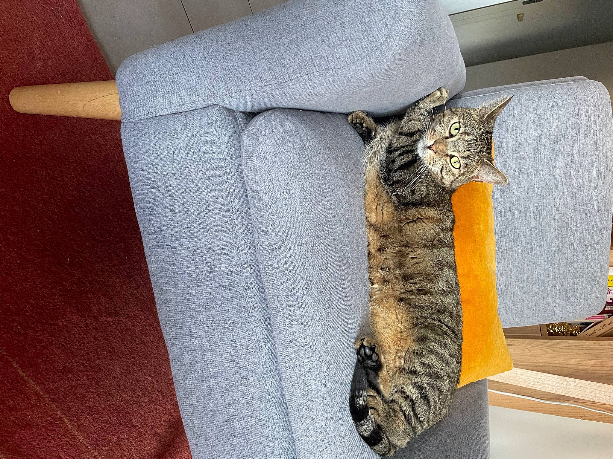 Thierry participe au concours pour gagner de l'argent avec cette photo : carnivore, cat, cat_supply, comfort, couch, domestic_short_haired_cat, felidae, flooring, fur, grey, hardwood, linens, room, small_to_medium_sized_cats, tail, whiskers, wood