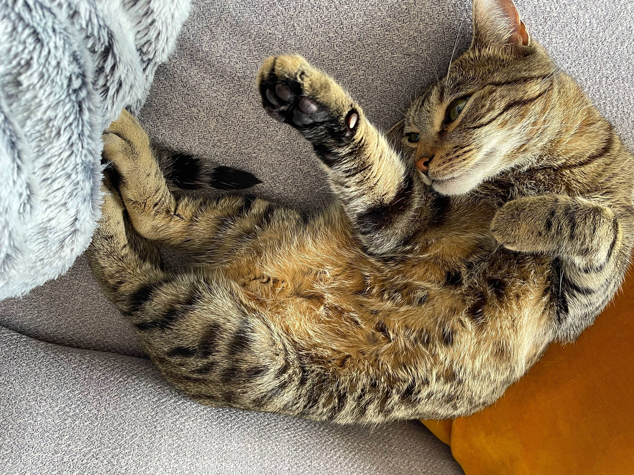 Thierry participe au concours pour gagner de l'argent avec cette photo : carnivore, cat, claw, comfort, domestic_short_haired_cat, felidae, foot, fur, grey, military_camouflage, nap, pattern, paw, small_to_medium_sized_cats, snout, tail, terrestrial_animal, whiskers