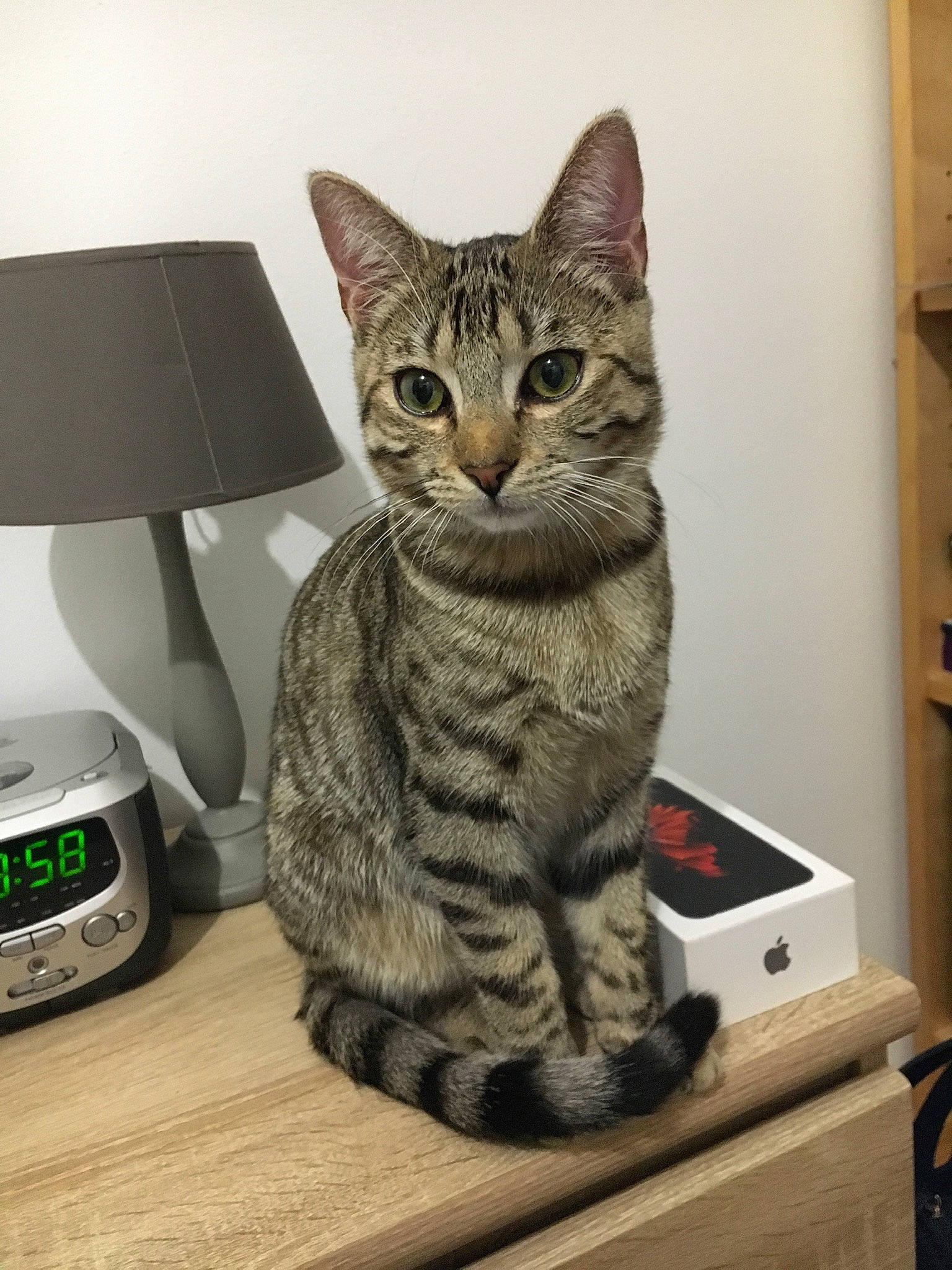 Thierry a rejoint le concours — aidez-le/la à gagner de superbes lots ! carnivore, cat, domestic_short_haired_cat, felidae, fur, home_appliance, kitchen_appliance, machine, output_device, paw, postal_scale, scale, shelf, small_to_medium_sized_cats, snout, tail, terrestrial_animal, whiskers