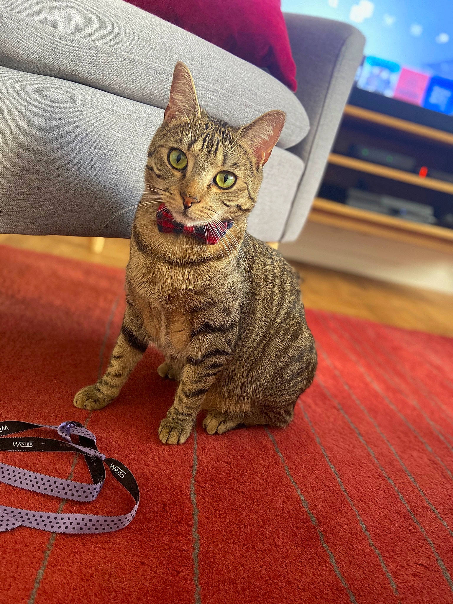 Thierry participe au concours pour gagner de l'argent avec cette photo : cable, carnivore, cat, comfort, couch, domestic_short_haired_cat, eye, felidae, flooring, fur, paw, sitting, small_to_medium_sized_cats, snout, tail, terrestrial_animal, whiskers, wire, wood