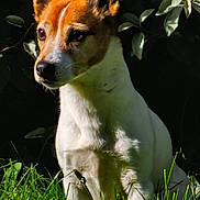 Gucci a rejoint le concours — aidez-le/la à gagner de superbes lots ! dog, animal, pet, grass, greenery, outdoor, nature, canine, fur, ears, face, sitting, alert, sunlight, leaf, plant, portrait, closeup, mammal, garden