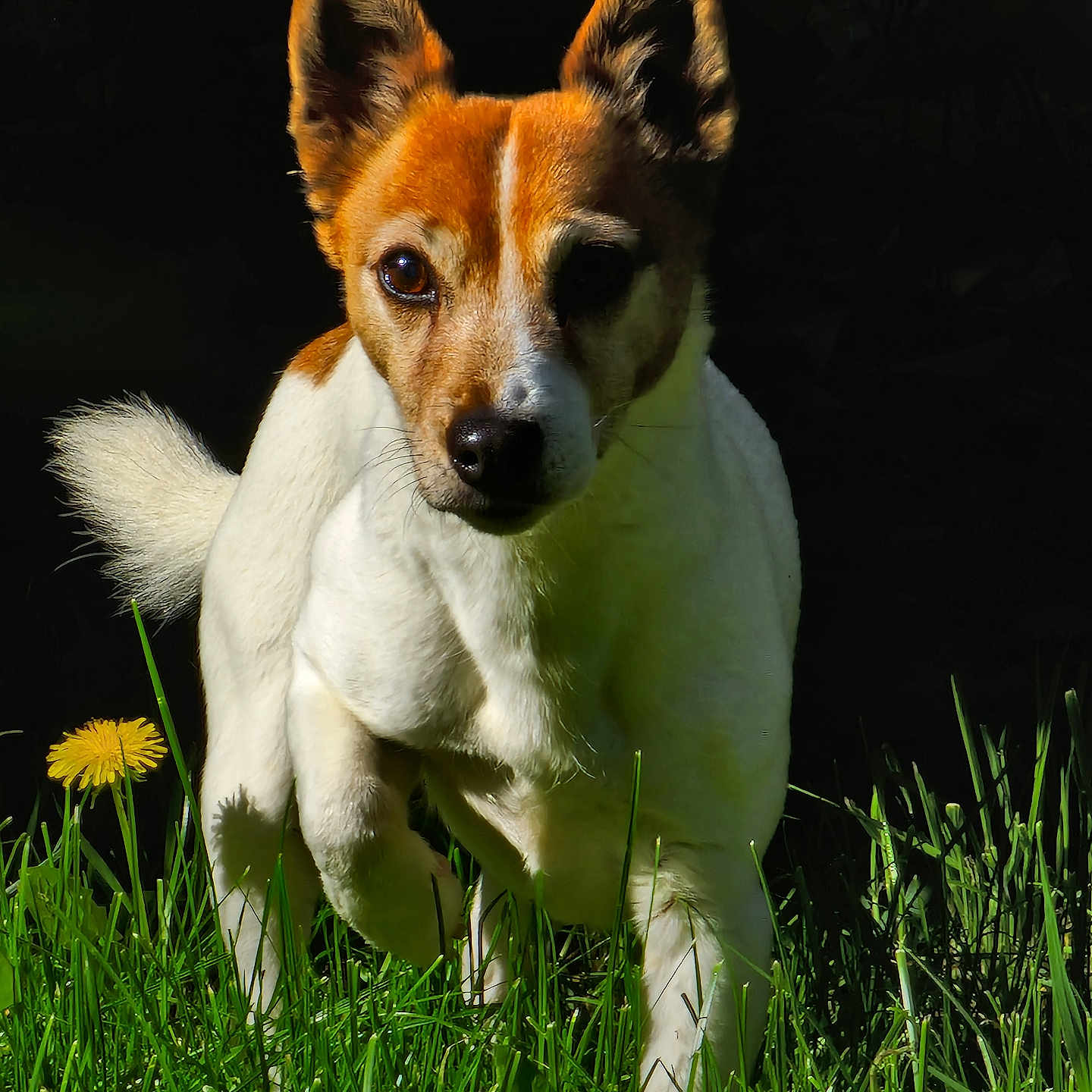 Gucci participe au concours pour gagner de l'argent avec cette photo : dog, grass, dandelion, outdoor, pet, animal, brown, white, fur, ears, tail, nature, sunlight, greenery, cute, standing, alert, small_dog, mammal, canine