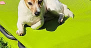 Gucci a rejoint le concours — aidez-le/la à gagner de superbes lots ! animal, canine, cot, daytime, dog, ears, fur, grass, green, lawn, nature, outdoor, paw, pet, relaxed, resting, small_dog, summer, sunlight, sunny