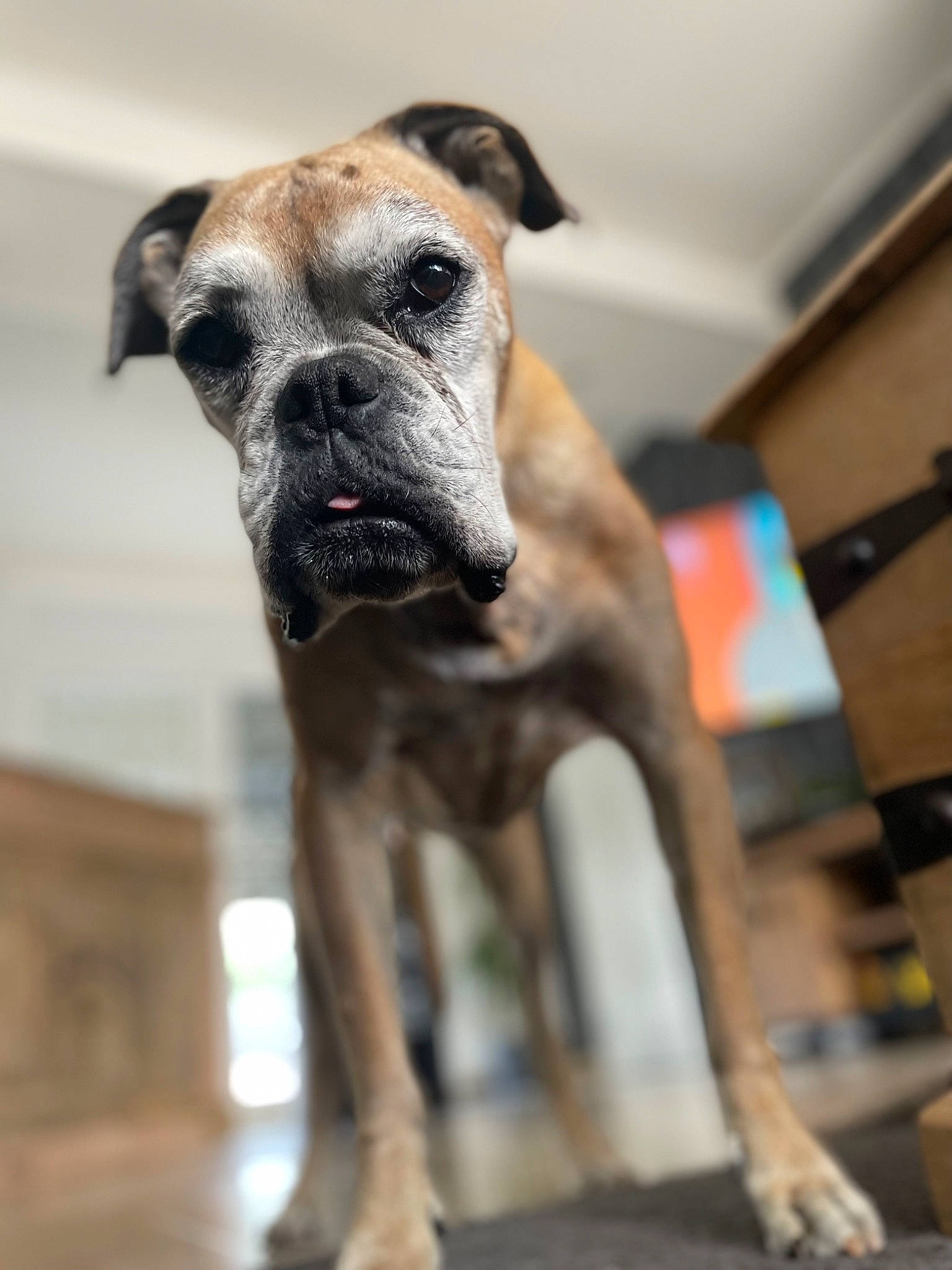 Zara participe au concours pour gagner de l'argent avec cette photo : ancient_dog_breeds, boxer, canidae, carnivore, collar, companion_dog, dog, dog_breed, dog_collar, dog_supply, fawn, guard_dog, pet_supply, snout, sporting_group, terrestrial_animal, whiskers, wood, working_animal, working_dog