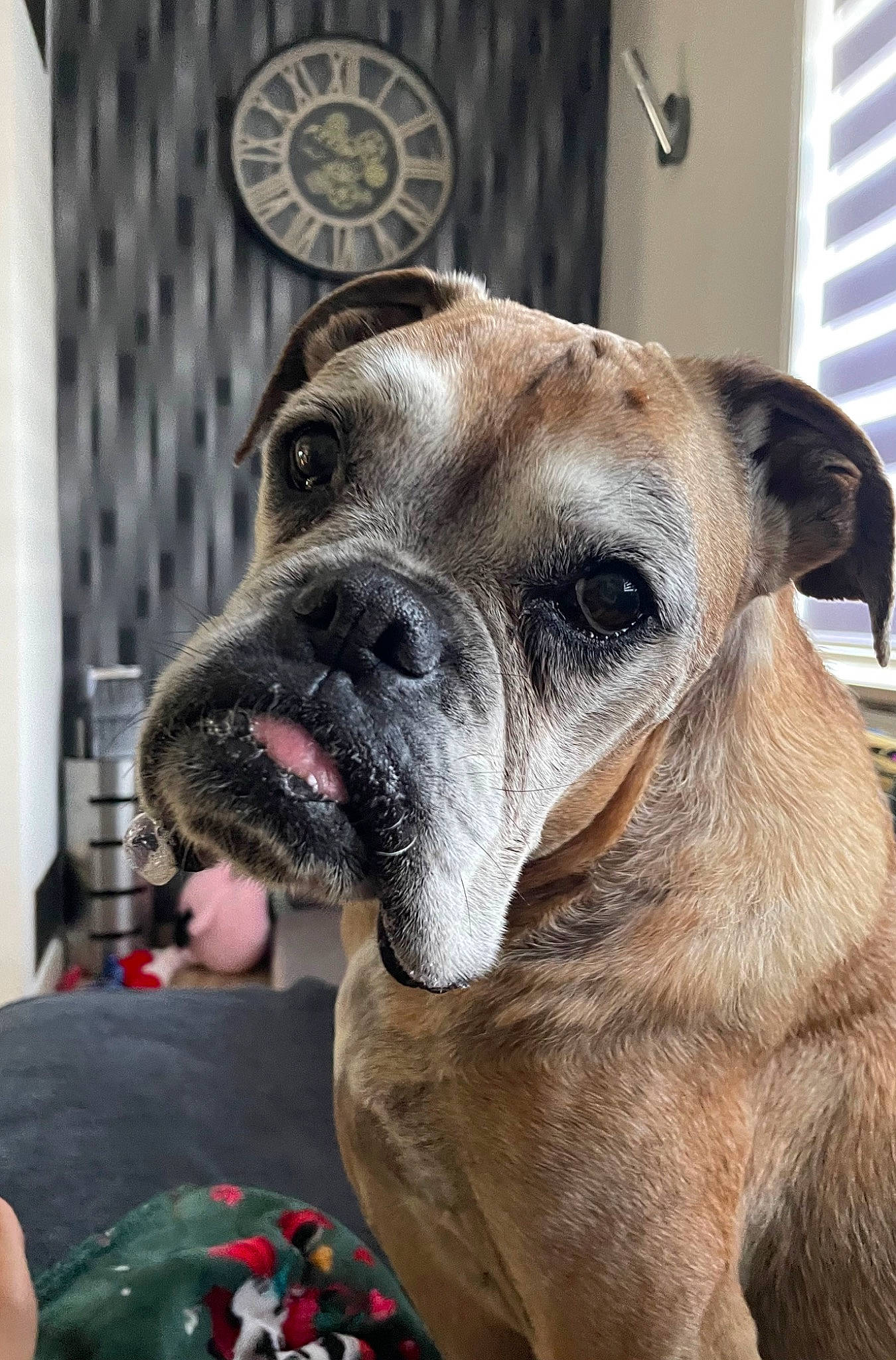 Zara participe au concours pour gagner de l'argent avec cette photo : ancient_dog_breeds, canidae, carnivore, collar, companion_dog, dog, dog_breed, dog_collar, door, eye, fawn, giant_dog_breed, non_sporting_group, pet_supply, snout, terrestrial_animal, whiskers, working_animal, working_dog, wrinkle