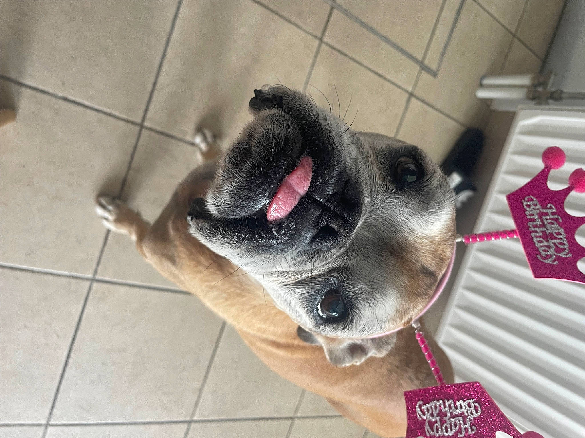 Zara a rejoint le concours — aidez-le/la à gagner de superbes lots ! canidae, carnivore, claw, collar, companion_dog, dog, dog_breed, dog_supply, fawn, flooring, foot, fur, jaw, non_sporting_group, paw, pet_supply, sporting_group, tile_flooring, whiskers, working_animal